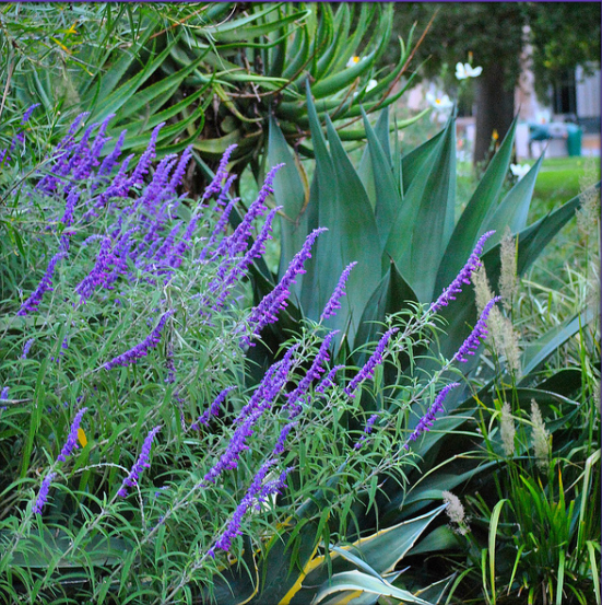purple flowers native to california