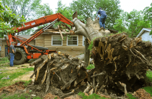 tree removal services near a residential neighborhood