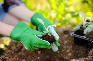 planting services in the bay area